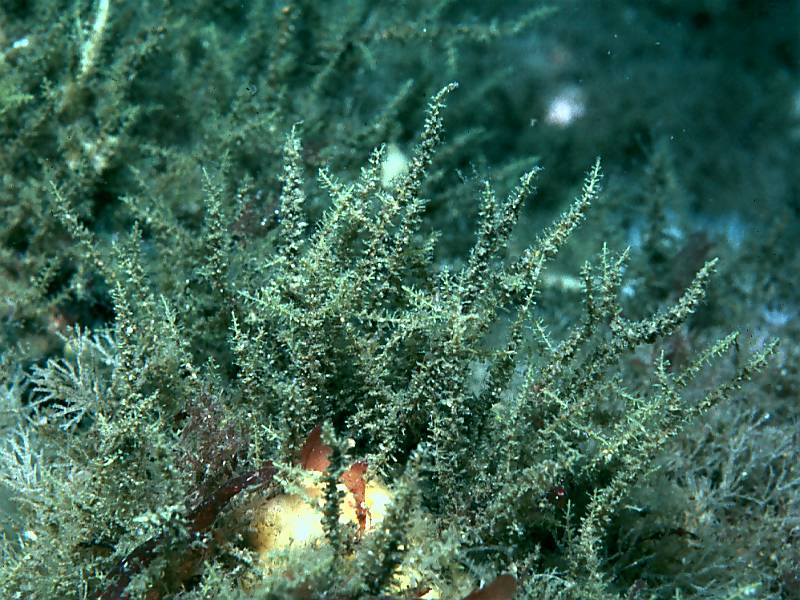 Lafoea dumosa